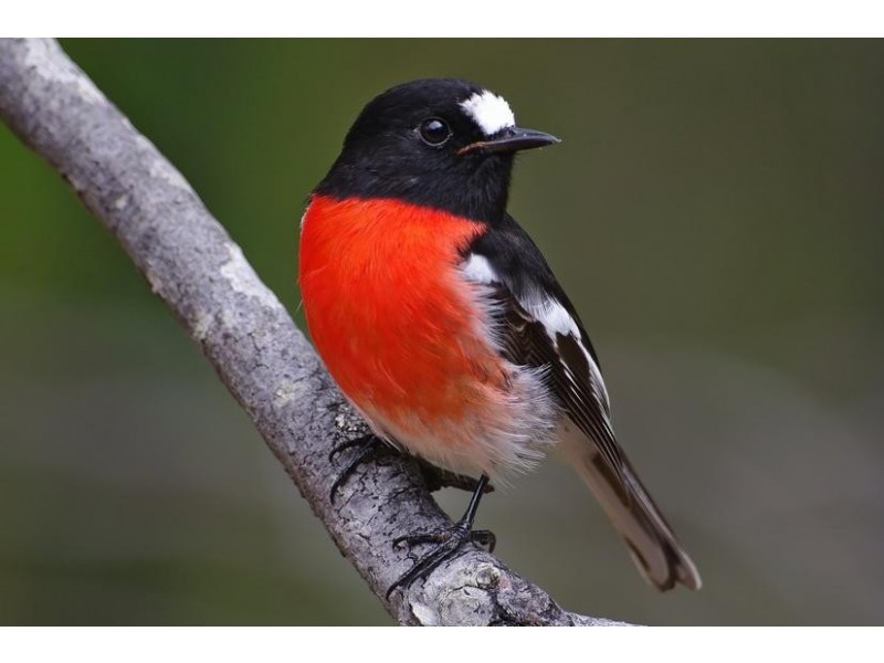 5 Dunkley Close, Molloy Island WA 6290