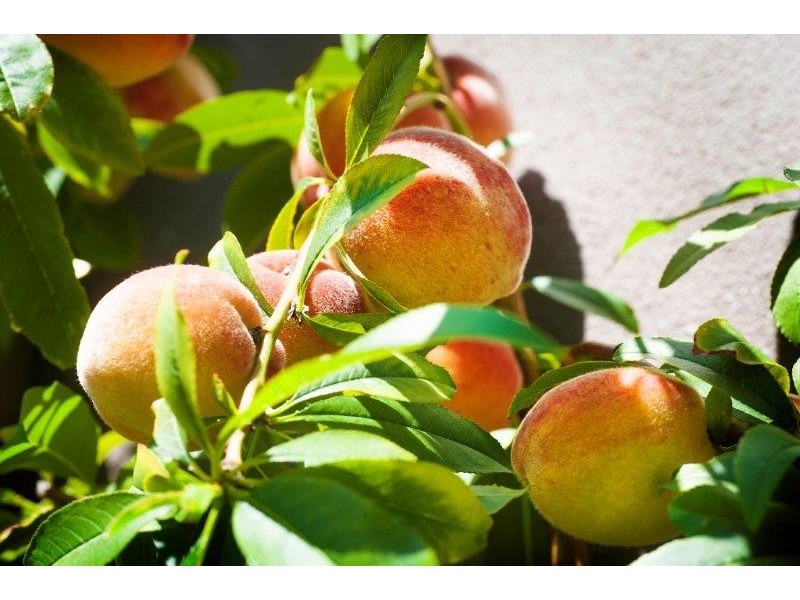 7/12 Town View Terrace, Margaret River WA 6285