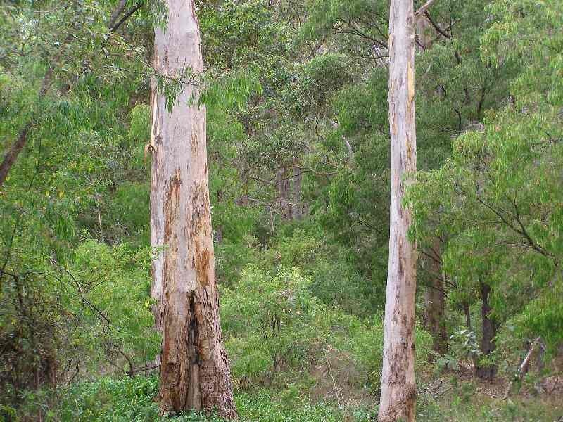 Lot 409, 25 Jacaranda Crescent, Margaret River WA 6285