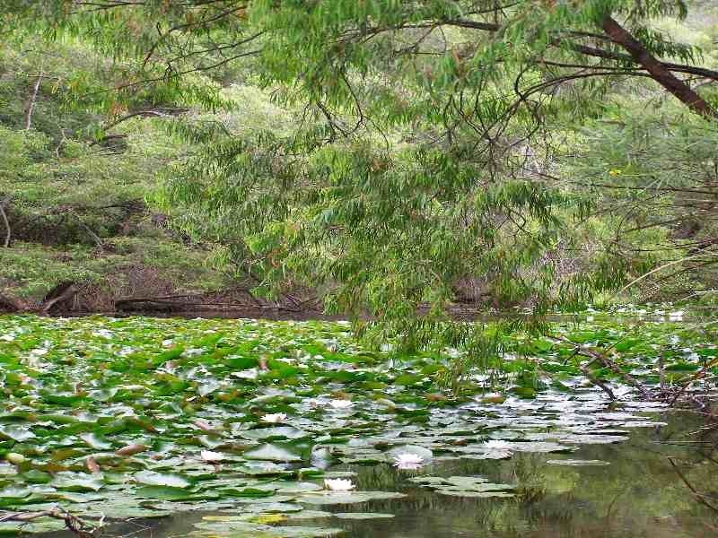 Lot 409, 25 Jacaranda Crescent, Margaret River WA 6285