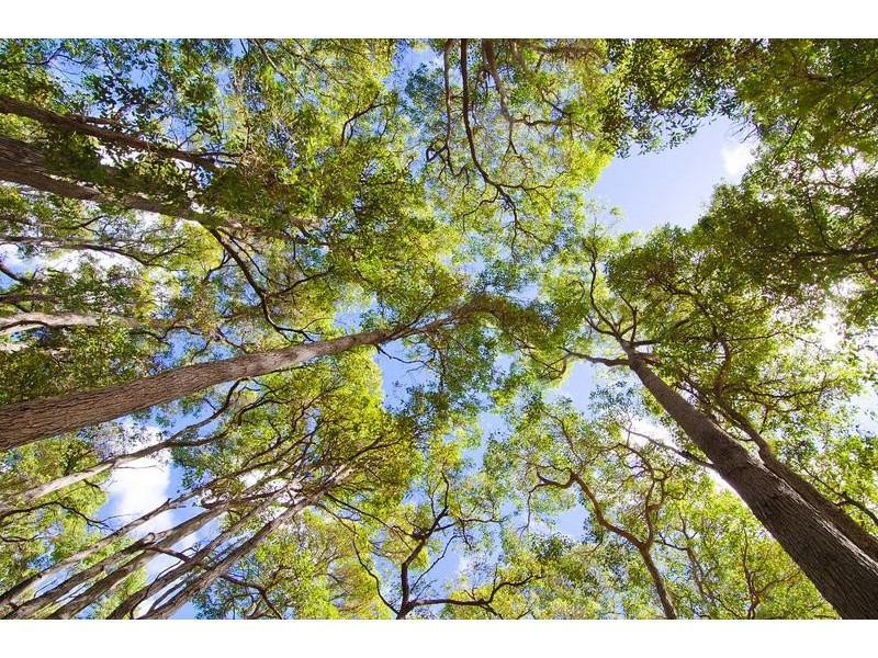 Lot 565 Jansonia Avenue, Margaret River WA 6285