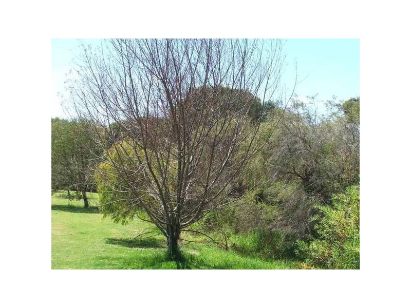 13 Melaleuca Boulevard, Margaret River WA 6285