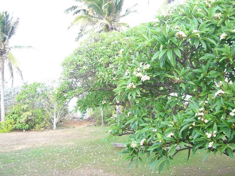 8 Coconut Grove, Christmas Island WA 6798