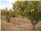 Sect 183 Main Cadell Road, Cadell SA 5321