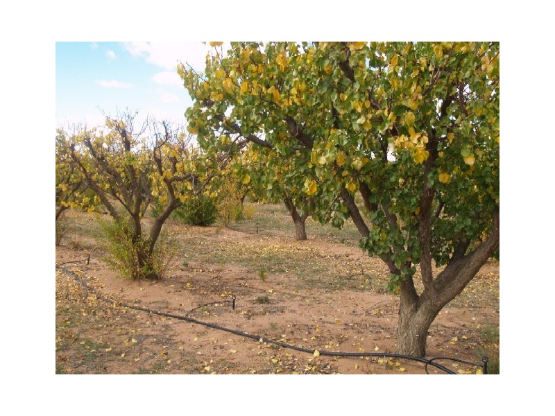 Sect 183 Main Cadell Road, Cadell SA 5321