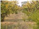 Sect 183 Main Cadell Road, Cadell SA 5321