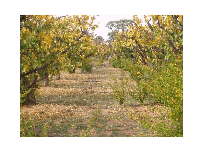 Sect 183 Main Cadell Road, Cadell SA 5321