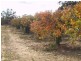 Sect 183 Main Cadell Road, Cadell SA 5321