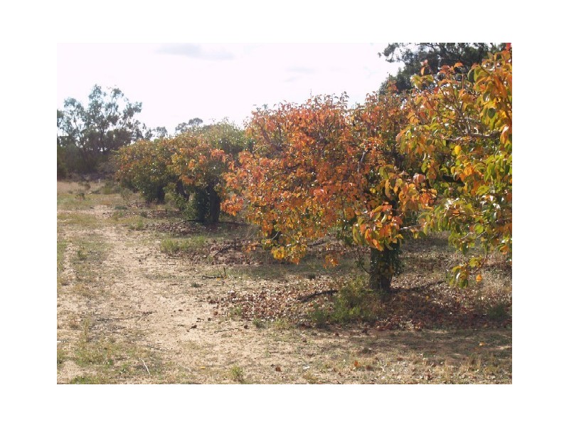 Sect 183 Main Cadell Road, Cadell SA 5321