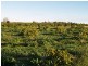 Lot 32 Dearman Road, Golden Heights, Waikerie SA 5330