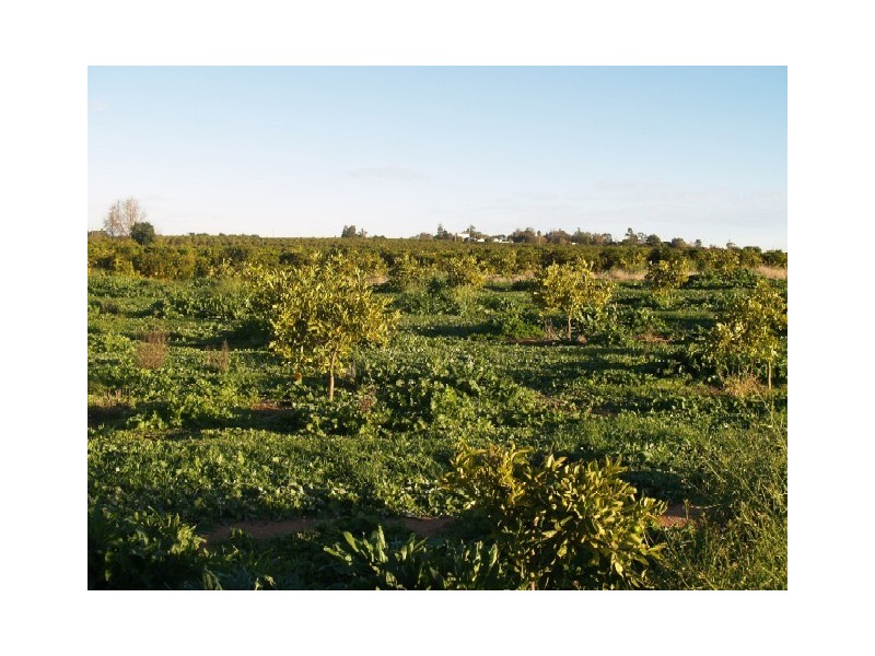 Lot 32 Dearman Road, Golden Heights, Waikerie SA 5330
