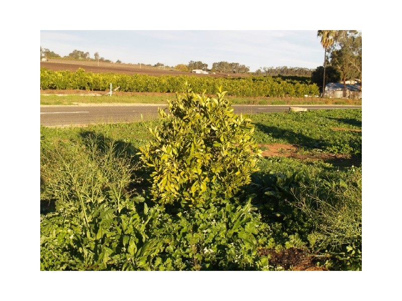 Lot 32 Dearman Road, Golden Heights, Waikerie SA 5330