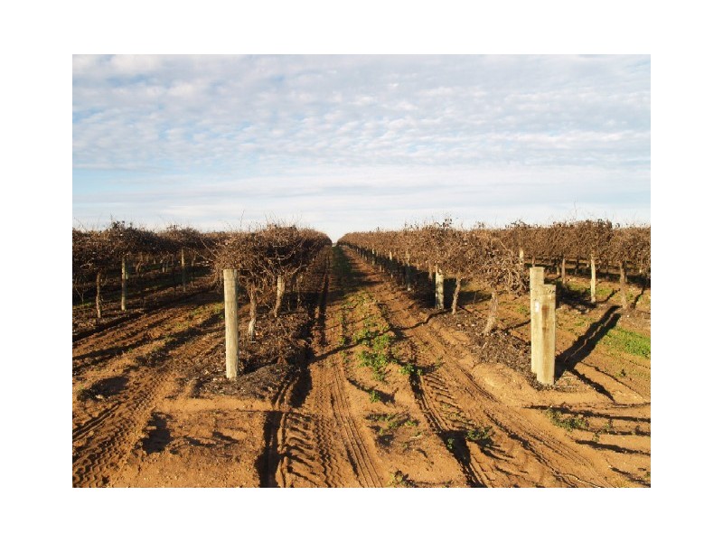 Lot 95&96 Dendow Road, Golden Heights, Waikerie SA 5330