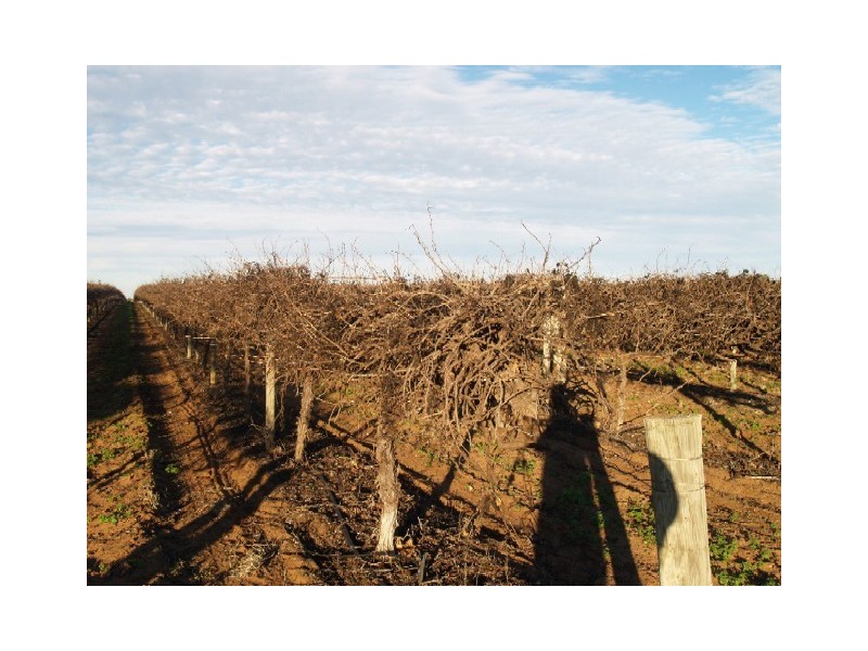 Lot 95&96 Dendow Road, Golden Heights, Waikerie SA 5330