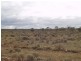 Lot 36 Hundred of Skurray, Blanchetown SA 5357