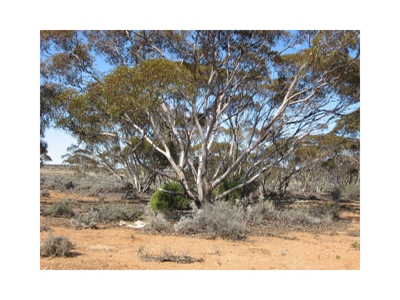 Sect 268 Hundred of Eba, Morgan SA 5320