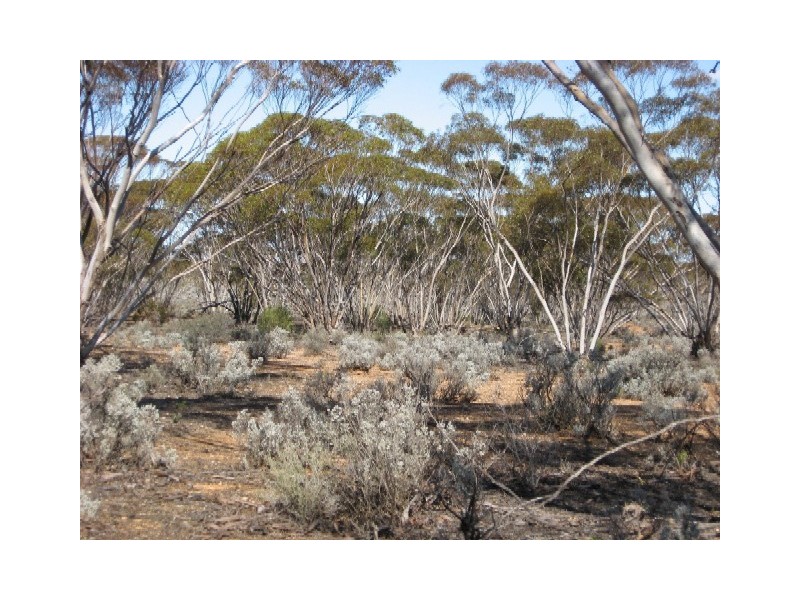 Sect 268 Hundred of Eba, Morgan SA 5320