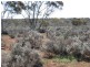 Sect 417 Thiele Highway Hundred of Eba, Morgan SA 5320