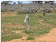 Sect 417 Thiele Highway Hundred of Eba, Morgan SA 5320