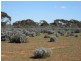 Sect 417 Thiele Highway Hundred of Eba, Morgan SA 5320