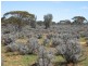 Sect 417 Thiele Highway Hundred of Eba, Morgan SA 5320