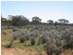 Sect 417 Thiele Highway Hundred of Eba, Morgan SA 5320