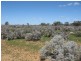 Sect 417 Thiele Highway Hundred of Eba, Morgan SA 5320