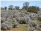 Sect 417 Thiele Highway Hundred of Eba, Morgan SA 5320