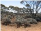 Sect 417 Thiele Highway Hundred of Eba, Morgan SA 5320