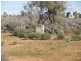 Sect 30 Hundred of Eba, Morgan SA 5320