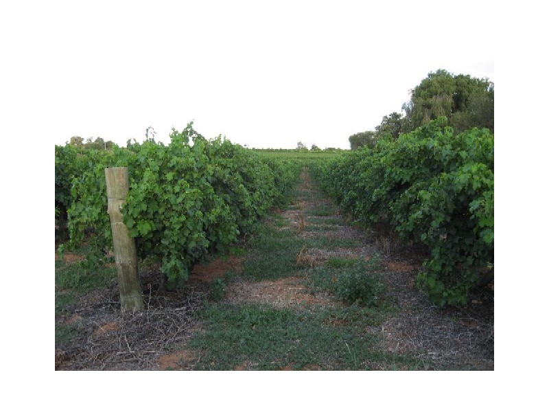 43 Hunter Road, Waikerie SA 5330