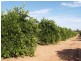 Lot 114,  Thompson Road, Sunlands SA 5322