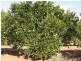 Lot 114,  Thompson Road, Sunlands SA 5322