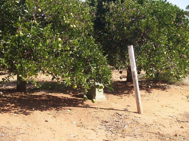 Lot 114,  Thompson Road, Sunlands SA 5322