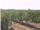 Lot 54,  Cadell Road, Cadell SA 5321