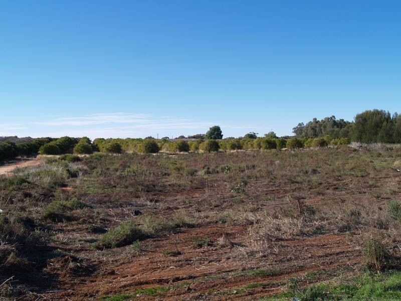 2036 Cadell Valley Road, Sunlands SA 5322