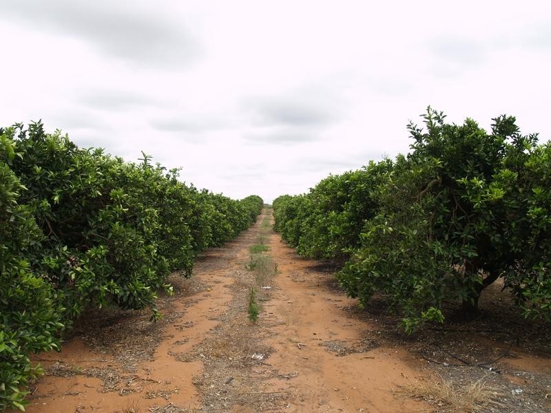 Lot 113 Thompson Rd, Sunlands SA 5322
