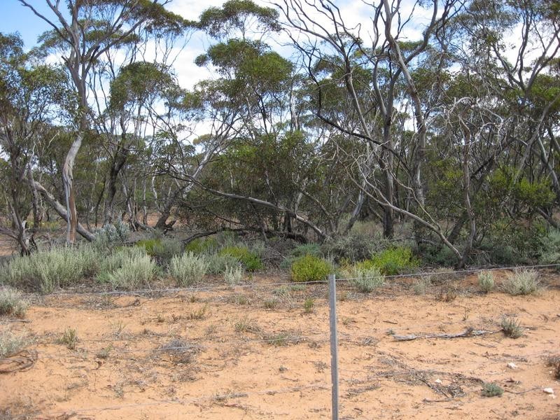 Lot 2, Lot Bakara, Swan Reach SA 5354