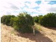 Lot 222,  Playford Road, Sunlands SA 5322