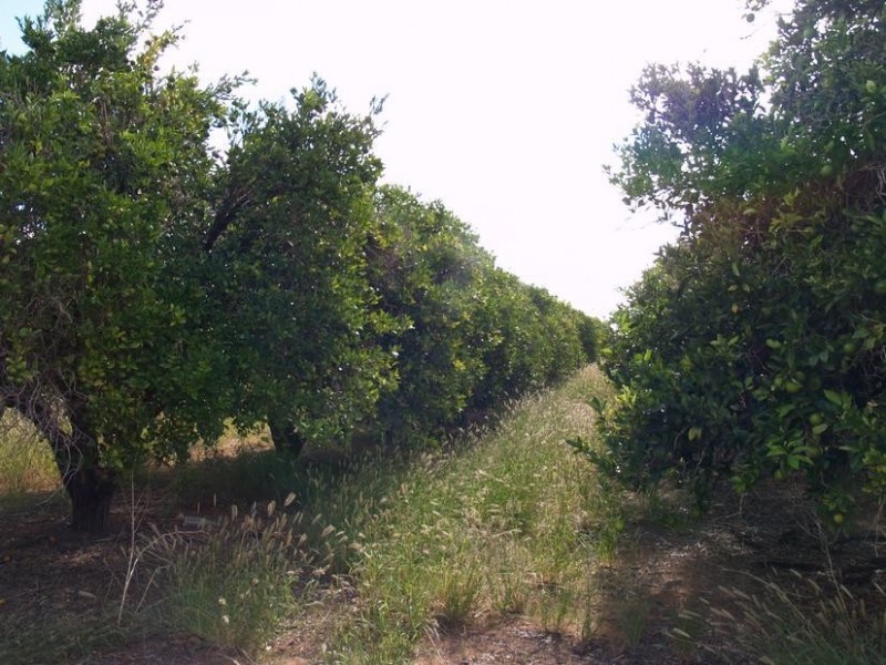 Lot 222,  Playford Road, Sunlands SA 5322