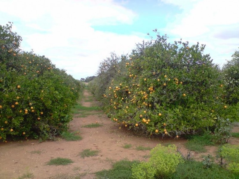 238 Medley Road, Sunlands SA 5322