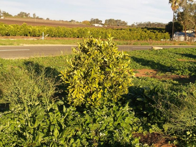 Lot 32,  Dearman Road, Golden Heights SA 5322