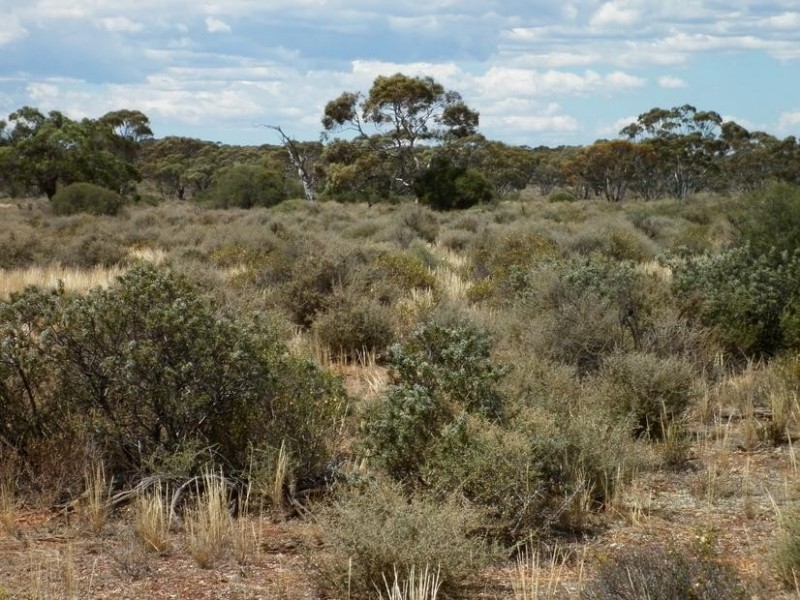 Sect 294 Hundred of Eba, Morgan SA 5320