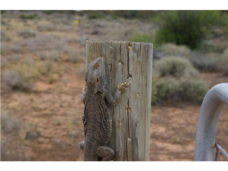 Sect 294 Hundred of Eba, Morgan SA 5320