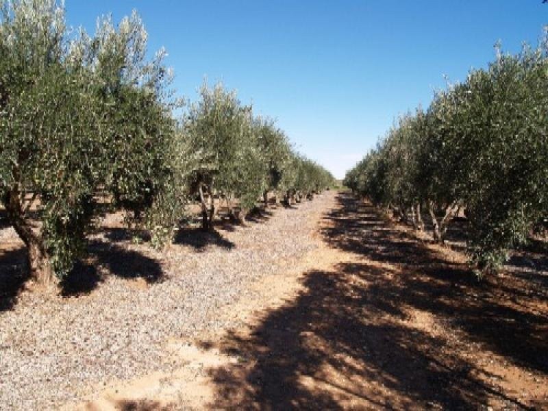 Lot 10 Parkes Street, Sunlands SA 5322