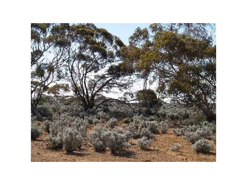 290 Hundred Of Eba, Morgan SA 5320