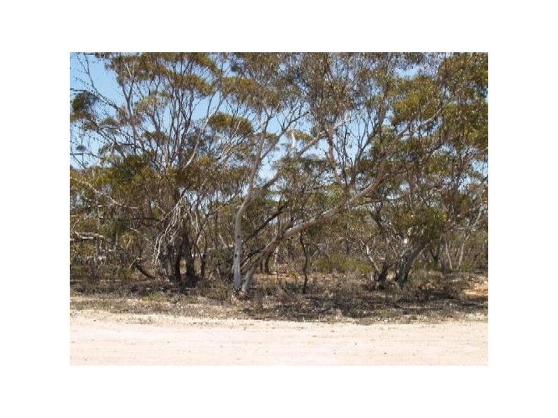 Lot 56 &57 High STREET, Alawoona SA 5311