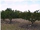 Lot 125 Cox Road, Sunlands SA 5322