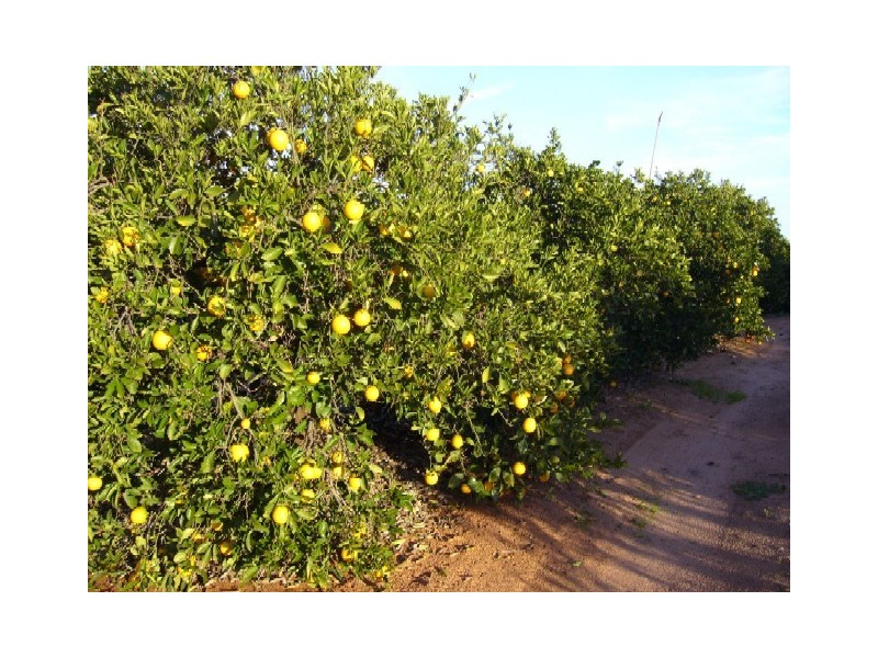 Lot 91 Playford Road, Sunlands SA 5322