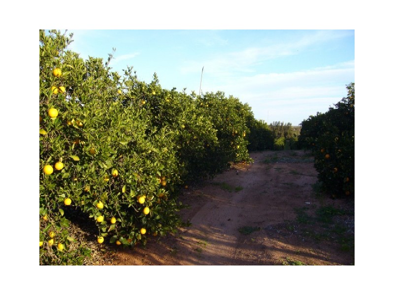 Lot 91 Playford Road, Sunlands SA 5322